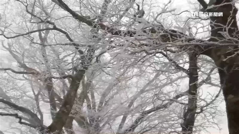 太平山降到零下2度　銀白世界如仙境