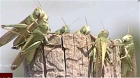 蝗蟲入侵南俄羅斯　心血被啃農民喊苦