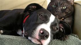 名家專用／毛起來MAOUP（勿用）