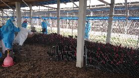 禽流感疫情升溫　雲林撲殺逾3萬黑羽土