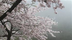 阿里山花季將登場阿里山花季將於3月10日至4月10日登場，民眾可欣賞盛開的染井吉野櫻。圖為阿里山國家森林遊樂區祝山觀日平台染井吉野櫻往日花況。（嘉義林管處提供）中央社記者蔡智明傳真　109年2月18日