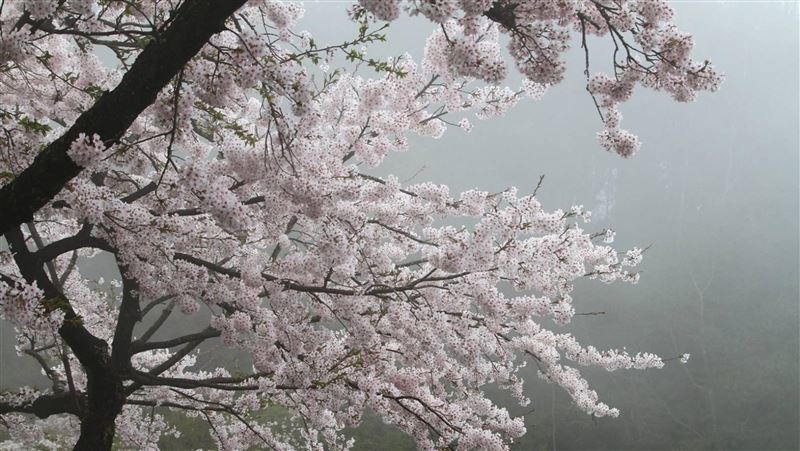阿里山花季期間　假日實施交通管制