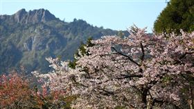 阿里山花季3/10登場阿里山花季將於3月10日登場，持續至4月10日。公路總局預估，阿里山花季的賞花人次可能會受武漢肺炎疫情影響。（公路總局提供）中央社記者汪淑芬傳真　109年2月18日