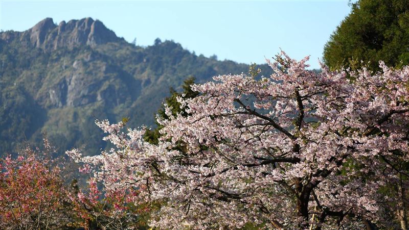 阿里山花季將開跑　恐難逃肺炎影響