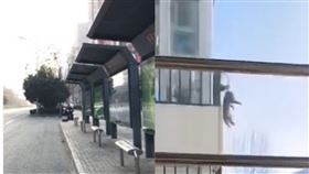 封閉式管理,遛狗,主人,放風箏,吊掛