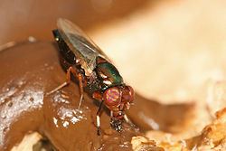 蒼蠅吃大便不會細菌感染？