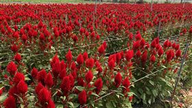 武漢肺炎疫情衝擊　屏東花卉價量慘跌屏東地區花卉2成外銷、8成內銷，但近來內外銷皆受武漢肺炎疫情嚴重衝擊，2019年春節高屏花卉合作社雞冠花外銷還有5000把，2020年春節只外銷600把，僅去年的1成；春節後外銷掛零至今，產地價格從過去每支平均約新台幣6元，跌到3至3.5元。（柯勝峰提供）中央社記者郭芷瑄傳真　109年2月18日