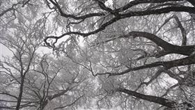 宜蘭,太平山,國家森林遊樂區（圖／羅東林管處提供）