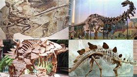 恐龍,冷血,溫血,美國,研究（圖／翻攝自維基百科）