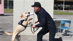 拉不拉多犬（哈迪）領犬員莊又頲實施門禁檢查。（記者邱榮吉/攝影）