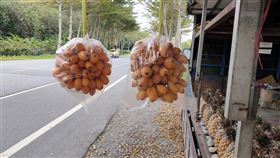 早春枇杷上市（1）台東縣鹿野鄉枇杷開始採收，台9線鹿野鄉四維段路邊水果攤高掛金黃色的枇杷，多汁、果實色澤美麗，相當搶手。中央社記者盧太城台東攝  109年2月19日