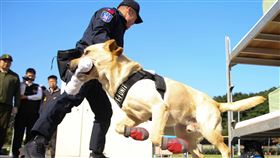 憲兵緝毒犬偵蒐演練  毛巾當獎勵憲兵指揮部編成緝毒犬分組，19日由3隻拉布拉多犬實施偵蒐演練，圖為成功緝獲標的物後，領犬員給予毛巾當玩具。中央社記者游凱翔攝  109年2月19日