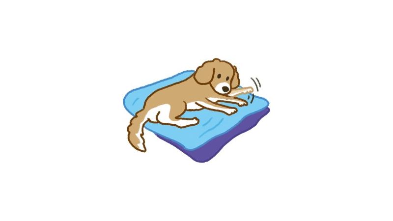 狗狗假懷孕的4大徵兆