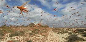 蝗蟲,蝗災（圖／翻攝自arynews）