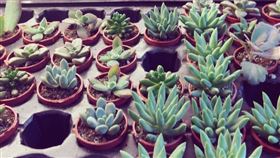 多肉植物－翻攝自多肉植物小星球「Succulent's Planet 」臉書