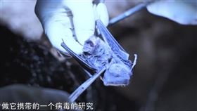 肺炎,蝙蝠,中心,肖波濤,海鮮市場,實驗室,感染（圖／翻攝自YT-看看新闻Knews）