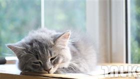 名家專用／寵物滔客誌（勿用）