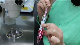 試管嬰兒製程揭秘（1）試管嬰兒之所以稱為「試管」，主要是早期真的是將精子與卵子放在試管中培養成受精卵，但隨科技進步，如今幾乎都改用培養皿，整個過程都得在無菌實驗室中完成，一刻都疏忽不得。中央社記者張茗喧攝  108年10月12日