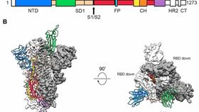 美國科學家19日發布第一張原子級解析度的新型冠狀病毒關鍵部位3D影像，有助了解病毒如何附著、進而感染細胞。（圖取自科學期刊網頁science.sciencemag.org）