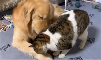 貓貓慘遭「洗澡酷刑」　狗狗反應超暖