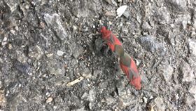 紅姬緣椿象非害蟲　中市府籲無需噴藥撲殺台中有民眾近來發現大量紅色鮮豔昆蟲出沒，台中市建設局查證後發現蟲是「紅姬緣椿象」（圖），與台灣欒樹互利共生，本身無害，不需噴藥撲殺。（台中市政府提供）中央社記者郝雪卿傳真  109年2月20日