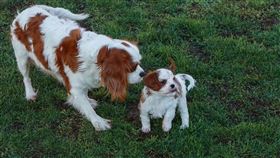 狗,母愛,救援隊（圖／翻攝自pixabay）