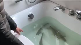 養魚,浴缸,囤糧,武漢肺炎(翻攝自 秒拍)