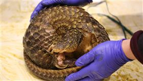 香港學者管軼　穿山甲中發現武漢肺炎相關病毒香港學者管軼的團隊18日在預印的生物科學網站bioRxiv發表論文說，保育類動物穿山甲的體內發現近似引起武漢肺炎的病毒。圖為2019年3月在廣西南寧查獲的走私穿山甲。（中新社提供）中央社  109年2月20日