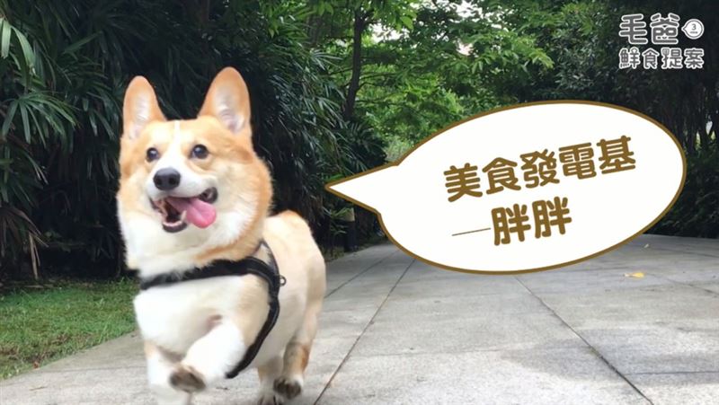 簡單做出毛孩的「歐式田園風」料理