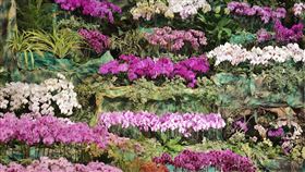 2017台灣國際蘭展登場　賴清德揪嚐「台蘭味」（圖／南市府）