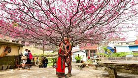 霧台櫻花王盛開屏東縣霧台鄉櫻花盛開，極富盛名的「櫻花王」花期至月底，想賞花的民眾千萬別錯過。（屏東縣政府提供）中央社記者郭芷瑄傳真　109年2月21日