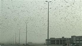 獨／4千億蝗蟲大軍過境阿拉伯　台人嘆：災難原來這麼近