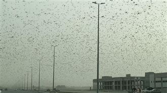 拍下4千億蝗蟲過境　台人：災難好近