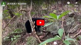 和熊媽媽走失的廣原小熊Mulas野訓身影曝光，靈活矯健，爬10公尺高的樹僅花10秒鐘，台東林管處照養人員看了說，遇見台灣黑熊千萬別爬樹，除非爬的比Mulas快。(youtube)