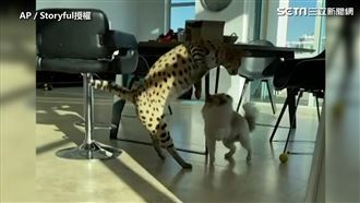 「這個家我是老大！」　汪汪宣示主權