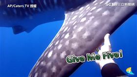 ▲▼成功脫困後的鯨鯊像是要道謝般，回頭跟潛水員擊掌。（圖／AP/Caters TV　授權）