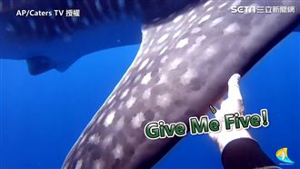 潛水員助鯨鯊脫困　牠回頭擊掌道謝