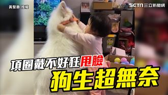 寶寶項圈戴不好　狂被甩臉狗生超無奈