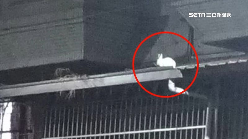 救兔子！里長飆消防「為何不開雲梯」