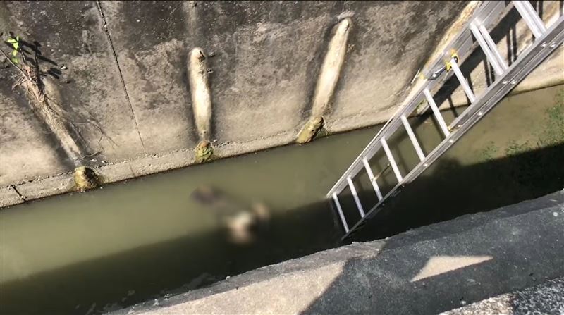 有浮屍？排水溝驚見「黑絲襪女」漂浮