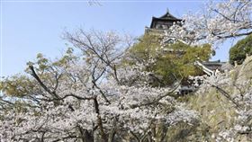 ▲日本賞櫻（圖／雄獅旅遊提供）
