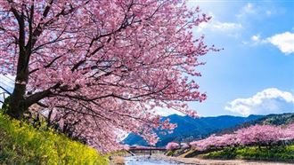 ▲日本賞櫻（圖／樂天旅遊提供）