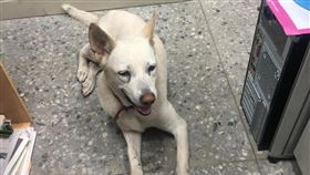 八里國小校犬「黃玉枝」（臉書）