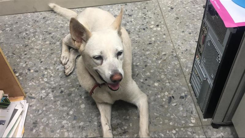 校犬「黃玉枝」走失了！八里國小急尋