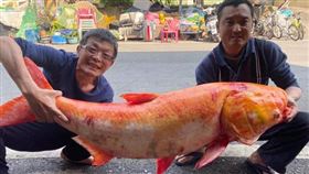 嘉義,黃金,大頭鰱,曾文水庫,漁民,強震,石門,颱風,吳宗霖,魚　圖／翻攝自吳宗霖臉書