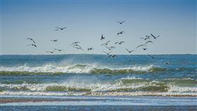 -海鷗-（圖／pixabay）