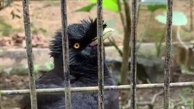 八哥鳥　戴口罩