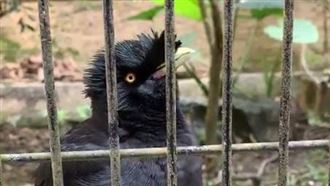 八哥鳥忙喊「戴口罩」遊客：萌翻了