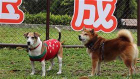 （圖／台北市動保處提供）