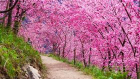 司馬庫斯粉紅佳人櫻花盛開！上帝部落步道現「櫻吹雪」